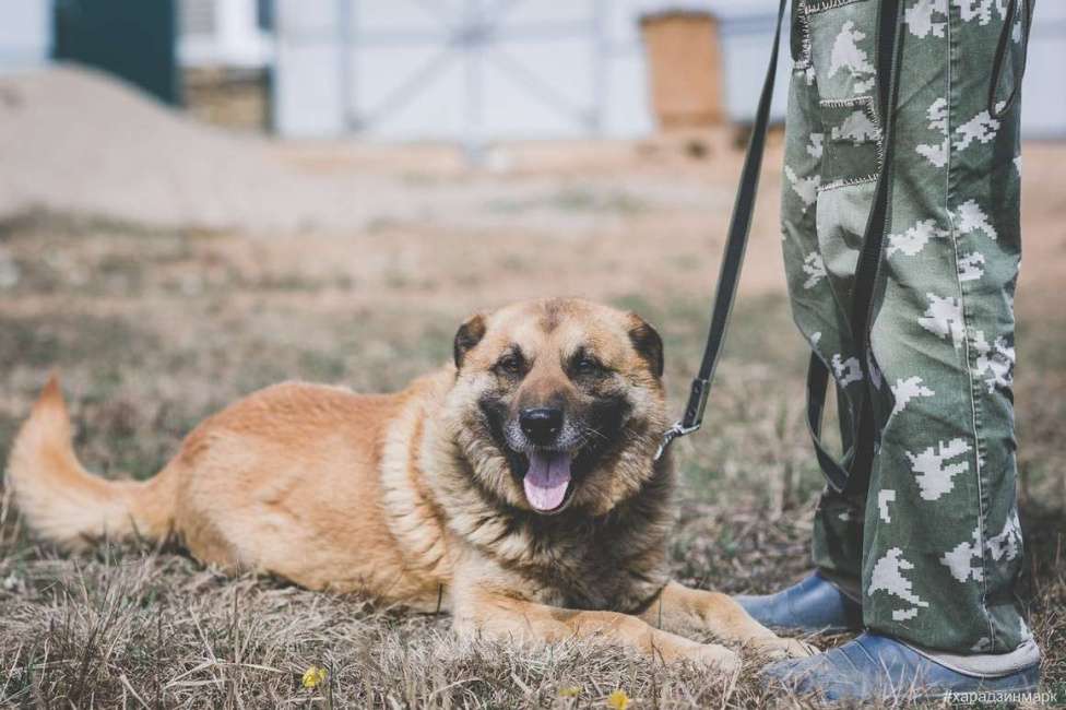 Собаки в Москве: Пыжик. Серьезный пес для серьезного человека Мальчик, Бесплатно - фото 2