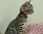 Кошки в других городах Свердловской области: Бенгальский котёнок Девочка, Бесплатно - фото 2