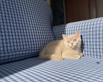 Кошки в Москве: Кошка окрас фавн  Девочка, Бесплатно - фото 4