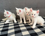 Кошки в Томске: Котята Мейн-кун Разнополые, 15 000 руб. - фото 10