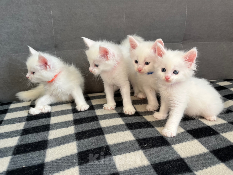 Кошки в Томске: Котята Мейн-кун Разнополые, 15 000 руб. - фото 10