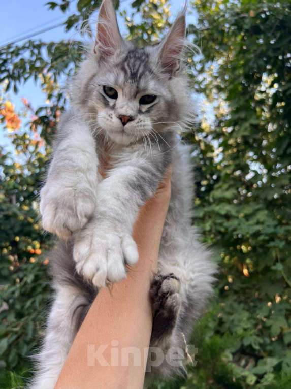 Кошки в Азове: Котята мейн-кун Девочка, 60 000 руб. - фото 1