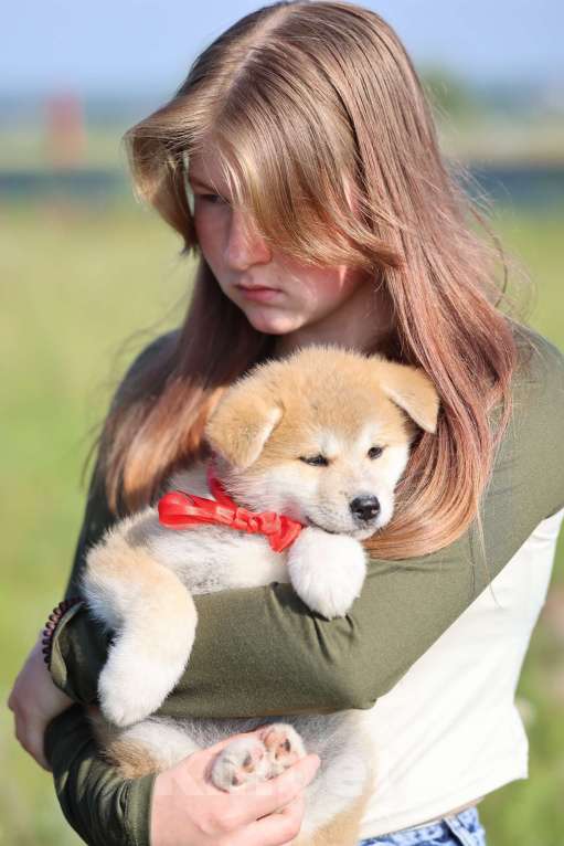 Собаки в Ижевске: Хатико, дети рыжего и тигрового окраса Девочка, Бесплатно - фото 3