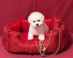 Собаки в Москве: Бишон фризе белоснежные щенки Девочка, 150 000 руб. - фото 2