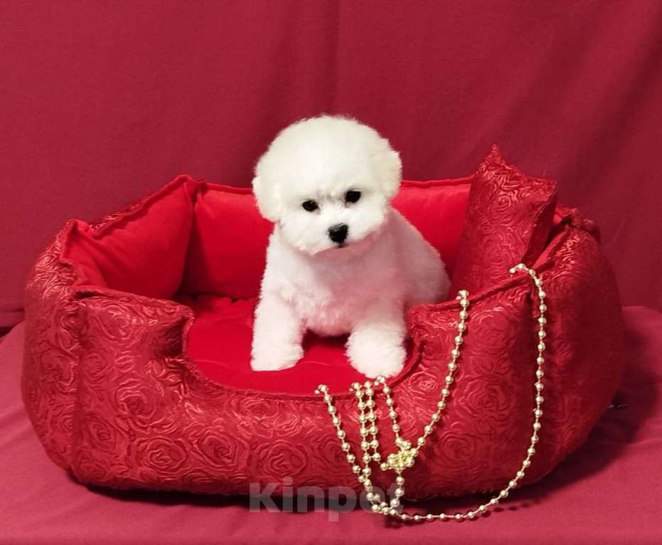 Собаки в Москве: Бишон фризе белоснежные щенки Девочка, 150 000 руб. - фото 2