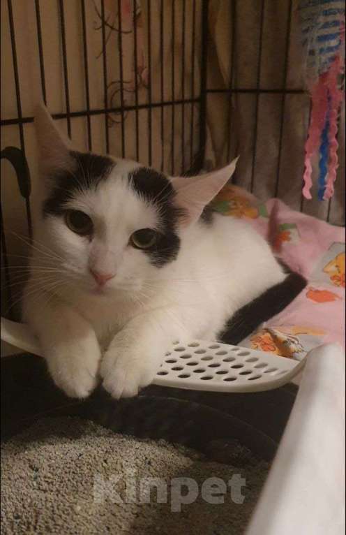 Кошки в Москве: Очарование по имени Понти Девочка, Бесплатно - фото 2