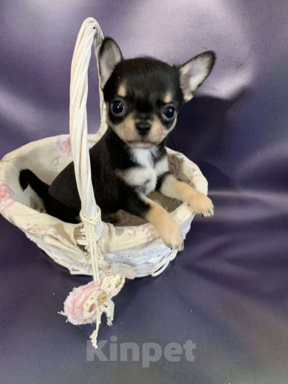 Собаки в Москве: Мальчик чихуахуа Мальчик, 59 000 руб. - фото 8