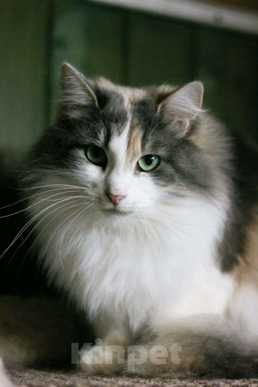 Кошки в Москве: Застенчивая красавица Майя в поиске дома! Девочка, Бесплатно - фото 3