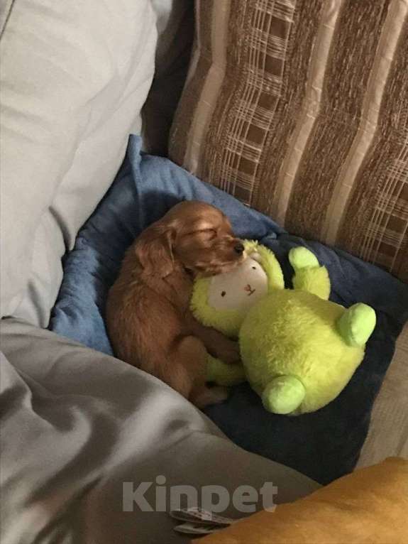 Собаки в Воскресенске: Девочка кокер спаниель  Девочка, 17 000 руб. - фото 2