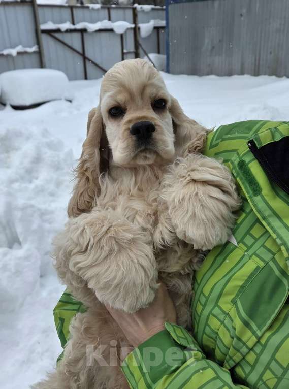 Собаки в Пушкино: Американский кокер спаниель щенок Мальчик, 65 000 руб. - фото 2