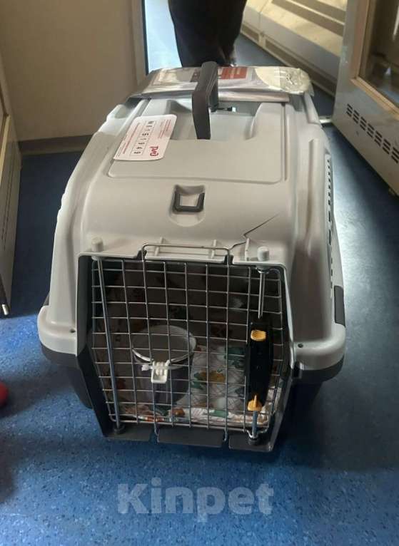 Собаки в Химках: Продам девочку Джек Рассел терьер Девочка, 40 000 руб. - фото 2