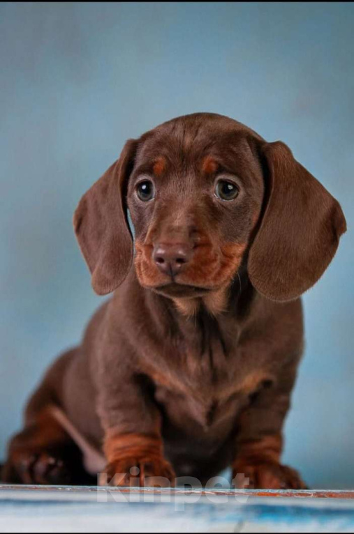 Собаки в Москве: Клубные щенки кроличьей таксы 100% Мальчик, 70 000 руб. - фото 10