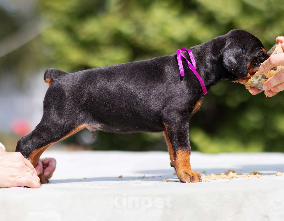 Собаки в Клине: Кобель, др 16.05.25 Мальчик, 75 000 руб. - фото 3
