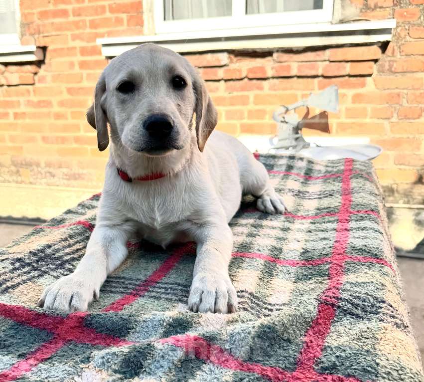 Собаки в Краснодаре: Щенки лабрадора палевые ркф  Девочка, 25 000 руб. - фото 7