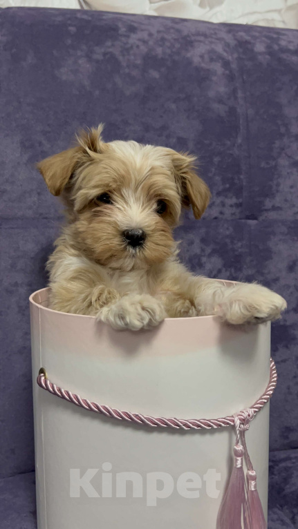 Собаки в Москве: Мальтипу f1 микро малыши Мальчик, 150 000 руб. - фото 1