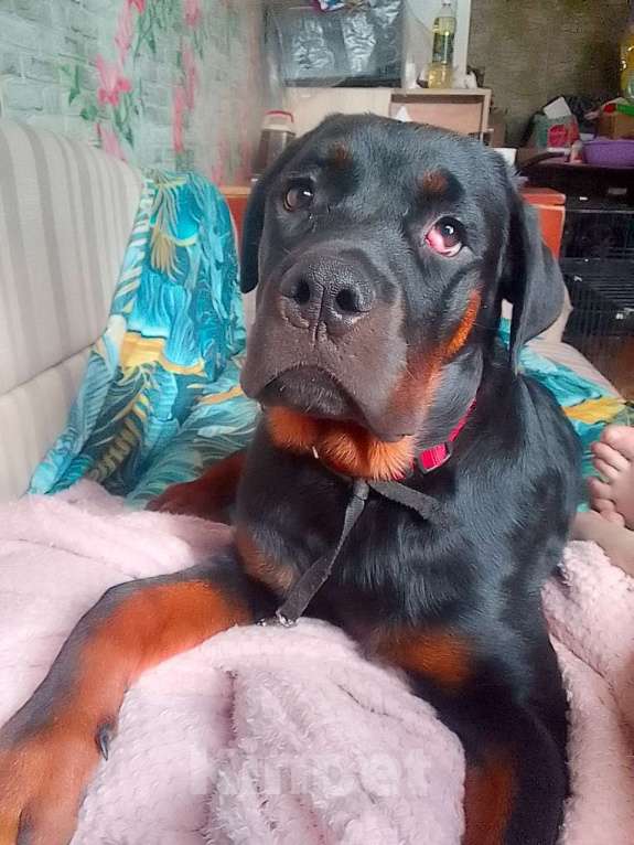 Собаки в Курске: Продам щенка ротвейлера. Мальчик, 30 000 руб. - фото 1