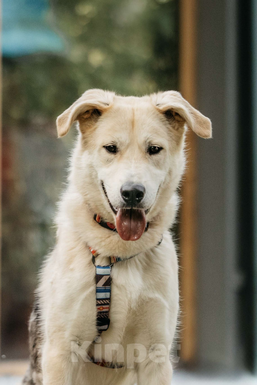 Собаки в Москве: Спокойный пес из приюта в дар Мальчик, Бесплатно - фото 5