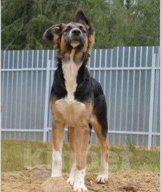 Собаки в Москве: Тайга Девочка, Бесплатно - фото 2