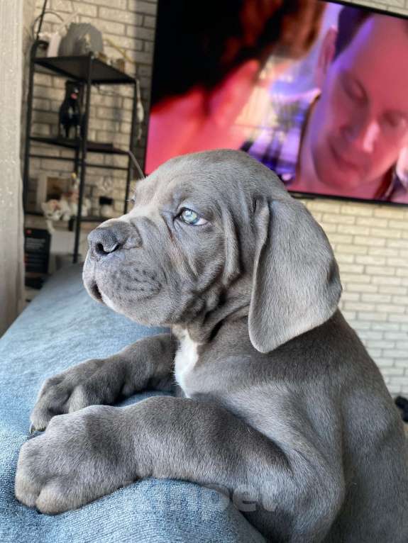 Собаки в Тюмени: Кане-Корсо, щенки Разнополые, 50 000 руб. - фото 5