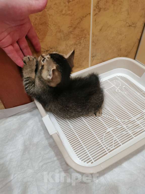 Кошки в Чебоксарах: Малыш игрунька Мальчик, Бесплатно - фото 3