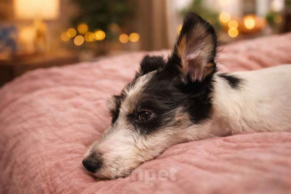 Собаки в Москве: Джек рассел девочка в добрые руки Девочка, Бесплатно - фото 3