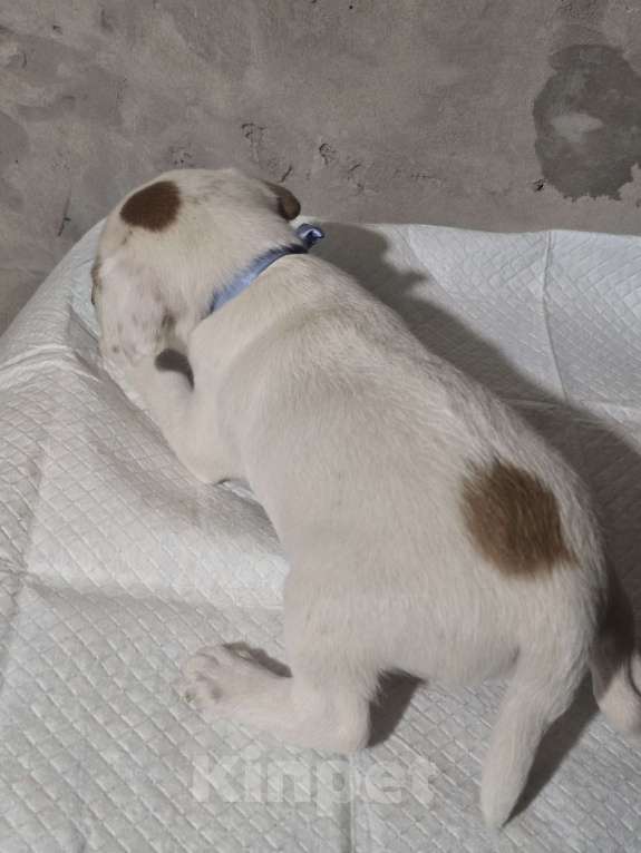 Собаки в Симферополе: Джек рассел терьер, мальчик Мальчик, 9 000 руб. - фото 2