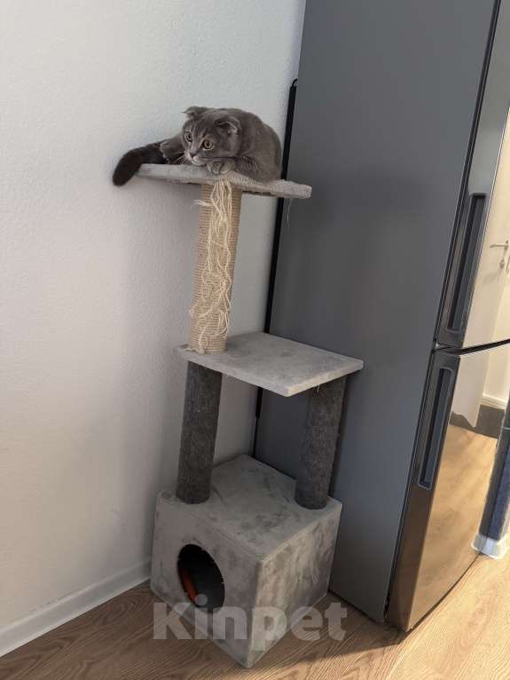 Кошки в других городах Московской области: Котенок Никки (9 месяцев) Мальчик, 5 000 руб. - фото 5