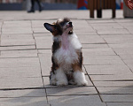 Собаки в Липецке: Щенки китайской хохлатой собаки Мальчик, 30 000 руб. - фото 5