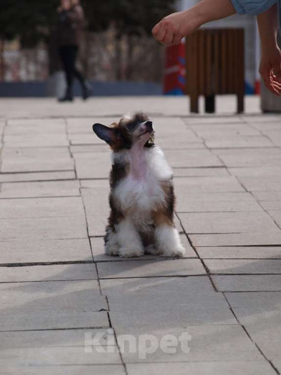 Собаки в Липецке: Щенки китайской хохлатой собаки Мальчик, 30 000 руб. - фото 5
