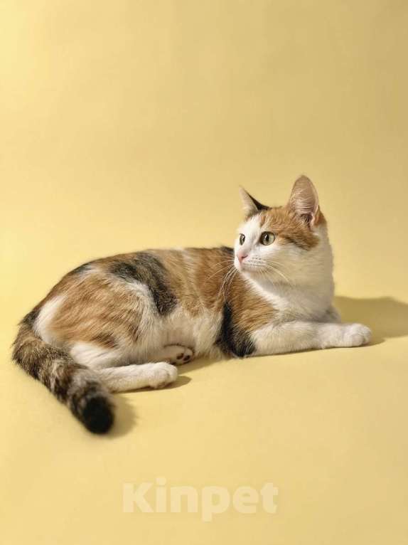 Кошки в Москве: Котенок 10 мес в добрые руки Девочка, Бесплатно - фото 4