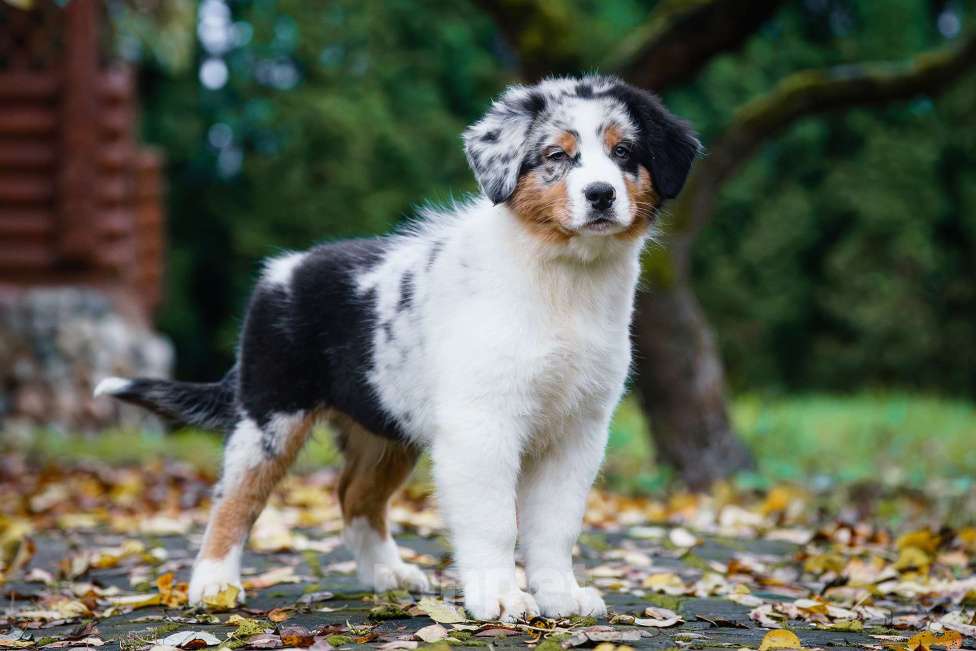Собаки в Звенигороде: Щенки австралийской овчарки   Мальчик, 90 000 руб. - фото 10