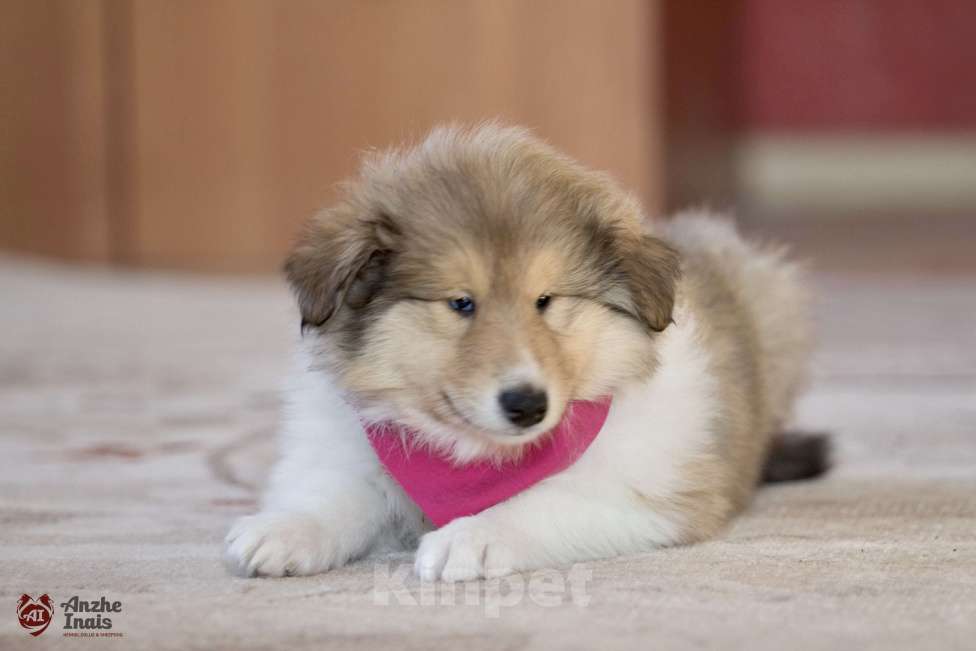 Собаки в Челябинске: Рыжий мальчик колли  Мальчик, Бесплатно - фото 6