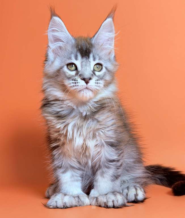 Кошки в других городах Московской области: Серебряный полидакт Мальчик, 65 000 руб. - фото 2