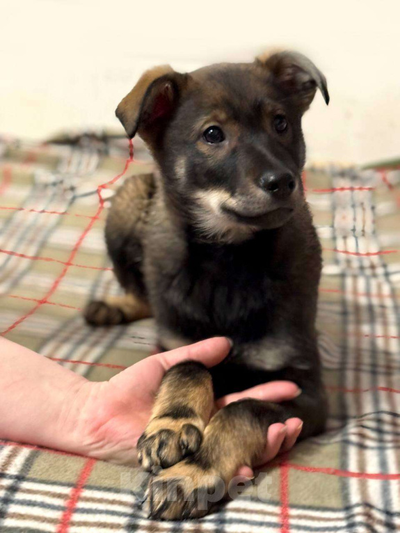 Собаки в других городах Московской области: Марсель Мальчик, Бесплатно - фото 3