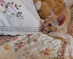 Кошки в Одинцово: Рыжие котята ищут дом!  Мальчик, Бесплатно - фото 4