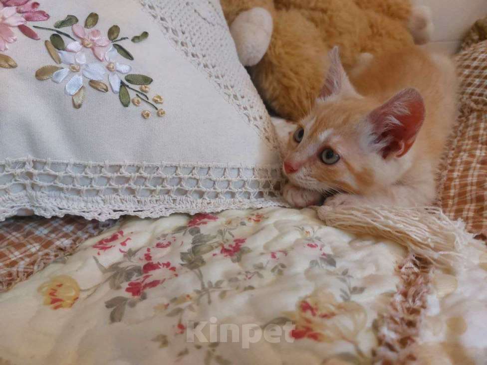 Кошки в Одинцово: Рыжие котята ищут дом!  Мальчик, Бесплатно - фото 4