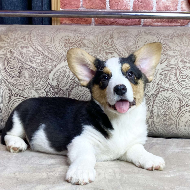 Собаки в Москве: Щенки вельш-корги кардиган Мальчик, Бесплатно - фото 1