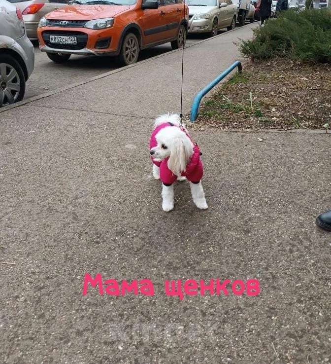 Собаки в Краснодаре: Мальтипу мальчик Мальчик, 80 000 руб. - фото 7