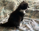 Кошки в Ростове-на-Дону: ⚜️Отдаю котенка в добрые руки⚜️ Мальчик, 150 руб. - фото 2