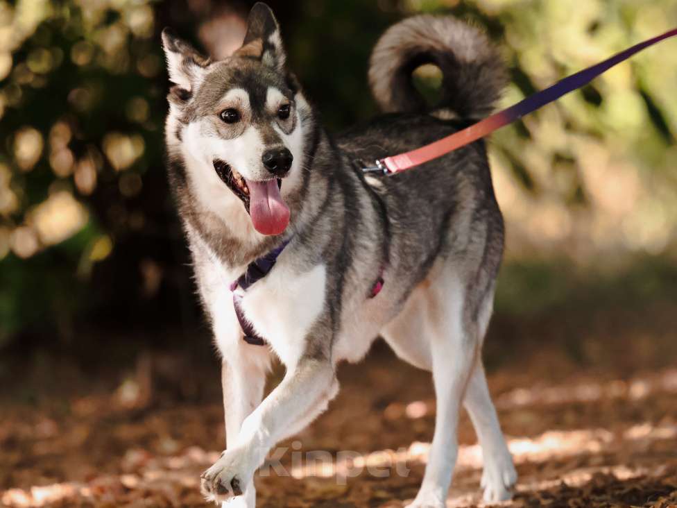 Собаки в Москве: Метис Хаски в добрые руки Мальчик, 99 руб. - фото 9