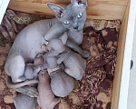 Кошки в Коломне: Котята Канадского сфинкса, 8 000 руб. - фото 2