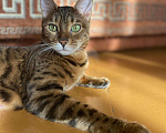 Кошки в Ардоне: Бенгальская кошка, 13 000 руб. - фото 3