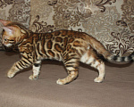 Кошки в Оленегорске: Бенгал, 1 руб. - фото 4