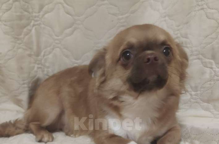 Собаки в Клине: Бенни Мальчик, 16 000 руб. - фото 1