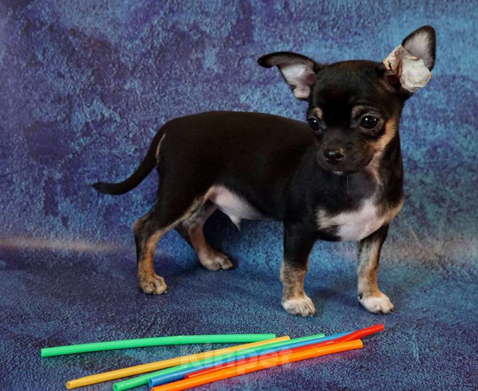 Собаки в Кудрово: Мальчик чихуахуа Мальчик, 40 000 руб. - фото 2