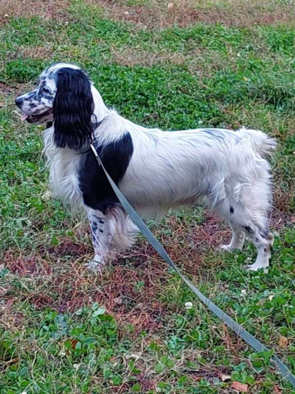 Собаки в Иркутске: Щенки русского спаниеля Мальчик, 6 000 руб. - фото 7