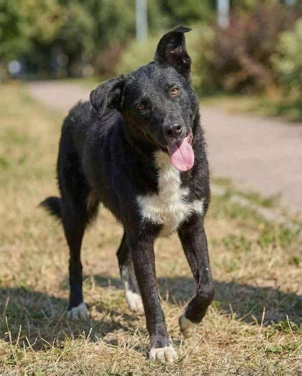 Собаки в Москве: Ночка. Идеальная собака для квартиры! Девочка, Бесплатно - фото 9