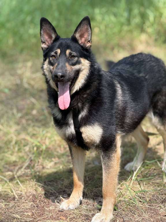 Собаки в Москве: Перчик молодой овчар Мальчик, Бесплатно - фото 4