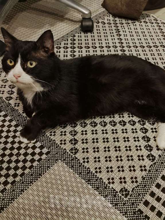 Кошки в Владимире: Маркиз ищет дом Мальчик, Бесплатно - фото 2