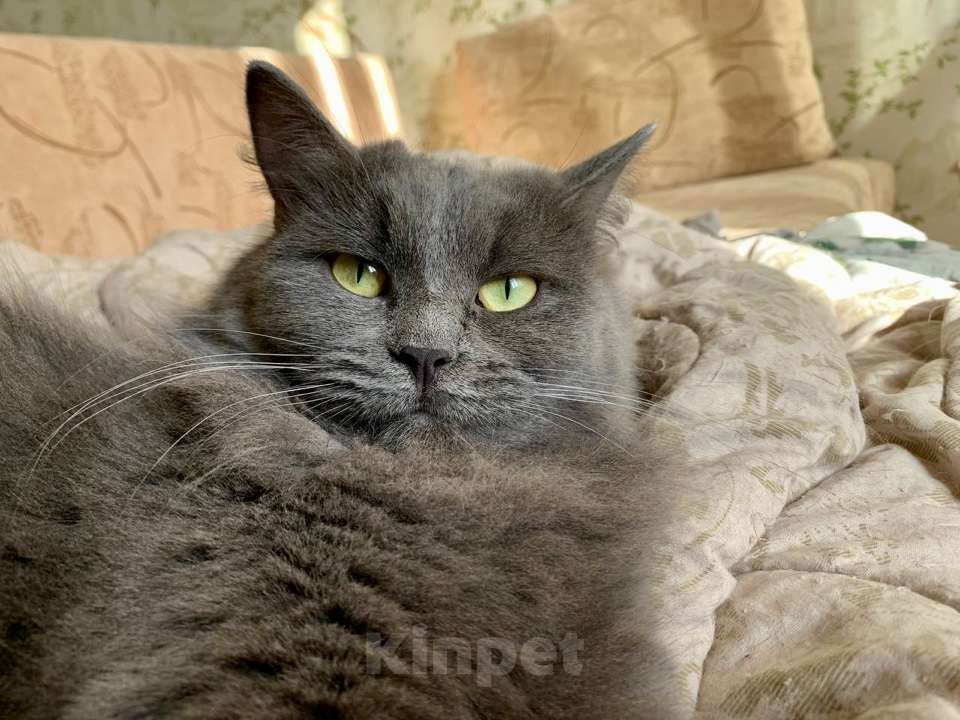 Кошки в Москве: Пушистая кошка в добрые руки Девочка, Бесплатно - фото 2